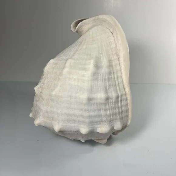 Queen's Helmet Sea Shell 6.5 – Cassis Madagascariensis